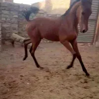 کره مادیون