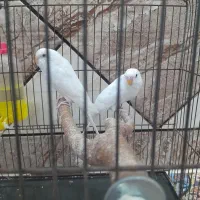 مرع عشق هلندی|پرنده|حمیدیه, |دیوار