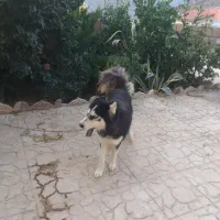 هاسکی ماده چشم یخی زیبا