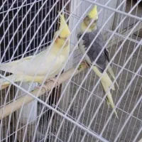 عروس هلندی در چالدران