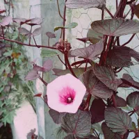 نشائ سیب زمینی شیرین