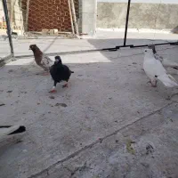 کفتر|پرنده|شیروان (خراسان), |دیوار