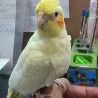 عروس پاریس اهلی|پرنده|سوسنگرد, |دیوار