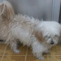 فروش زیباترین سگ دنیا|سگ|فولادشهر, باغشاد|دیوار