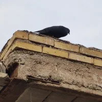 کبورت دورگ|پرنده|کارون, |دیوار