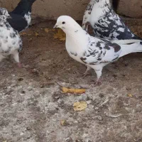 کبوتر غریبگیری|پرنده|ساوه, |دیوار