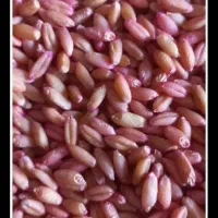 گندم دیم رقم صدرا و سرداری ۲ تن