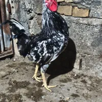 مرغ و خروس گلین