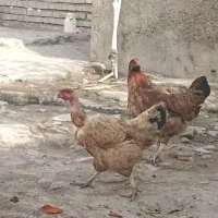 مرغ خروس جوان تخم گذار باهم خانگی هستن|حیوانات مزرعه|نگین شهر, |دیوار