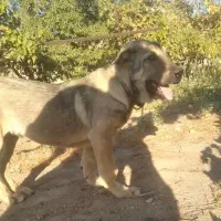 توله سگ عراقی|سگ|نظر کهریزی, |دیوار