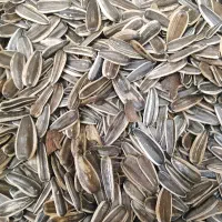تخمه خام برای پرنده
