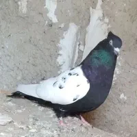 سینه سیاه ماده|پرنده|مرودشت, مسجد رسول|دیوار