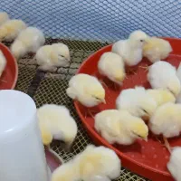 جوجه یک روزه گوشتی نژاد راس