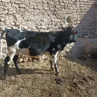 گوساله نر چاق|حیوانات مزرعه|اقلید, |دیوار