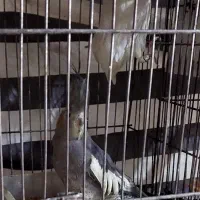 جفت عروس هلندی