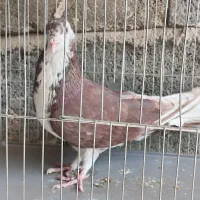 کفتر|پرنده|ابریشم, |دیوار