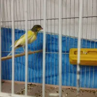 نر ابلق کله سبز 2نیم