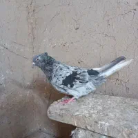 سرور دم سفید ماده سیاه دم سفید نر و سینه سرور ماده