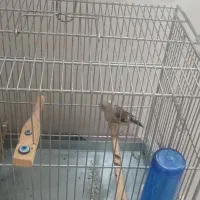 سهره|پرنده|ری, سیزده آبان|دیوار