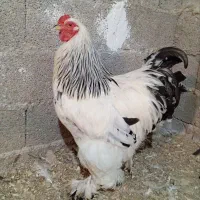 تخم برهما لایت غول پیکر