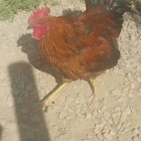 خروس محلی