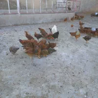 فروش نیمچه خروس و مرغ|حیوانات مزرعه|قم, سراجه (۱۵ خرداد)|دیوار