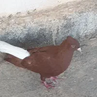 معاوضه سرخ دمبی نر با سبز دمبی ماده زیر ورودار|پرنده|دوگنبدان, |دیوار