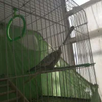 عروس هلندی ماده