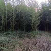 علف زنی باغات وزمین با موتور