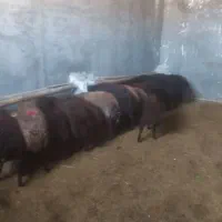 بره نر و ماده چاق برای قربانی