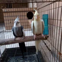 جفت عروس هلندی