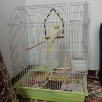 عروس هلندی|حیوانات|قم, چهل درخت‎|دیوار