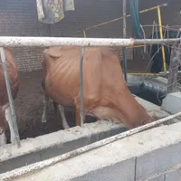 گاو با گوساله نر