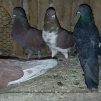 ۸عدد‌کبوتر|پرنده|بروجن, |دیوار