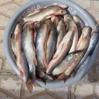 ماهی زرد پر رودخونه دز