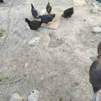 بوقلمون ماده و جوجه