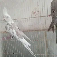 یک جفت عروس با قفس و وسایل