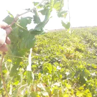 فروش نهال انگور یکساله و دوساله|خدمات باغبانی و درختکاری|خرمدشت, |دیوار