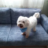 واگذاری سگ شیتزو تریر|سگ|تهران, گلستان (شهرک راه آهن)|دیوار