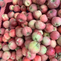 سیب پای درختی درشت ارسال رایگان