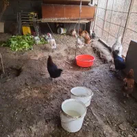 ۱۰  عدد مرغ   و ۱  خروس|حیوانات مزرعه|کوهسار (البرز), |دیوار