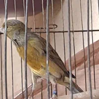 قناری سبز سوخته|پرنده|ماهان, |دیوار