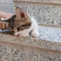 بچه گربه خانگی رایگان
