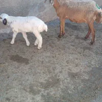 یک عدد میش بره نر|حیوانات مزرعه|کوهدشت, |دیوار