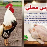 فروش خروش به صورت زنده وکشتار