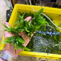 جاوا گیاه اکواریوم