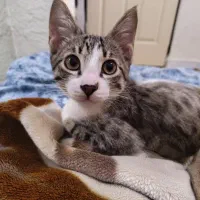 واگذاری رایگان تام|گربه|رشت, گلسار|دیوار