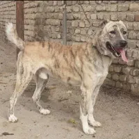 سگ خراسانی|سگ|بروجرد, |دیوار