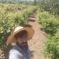 حرس انواع درختان مشاوره وتاسیس انواع باغ میوه