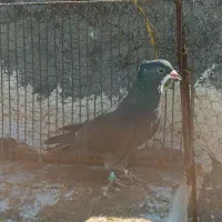 گمشده|حیوانات|تربتحیدریه, طالقانی|دیوار